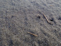 Anoteropsis litoralis