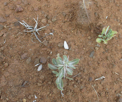 Blepharis petalidioides