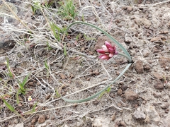 Allium scilloides