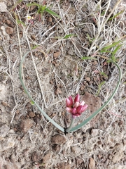 Allium scilloides