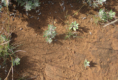 Blepharis petalidioides