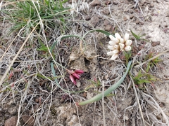 Allium scilloides
