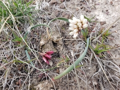 Allium scilloides