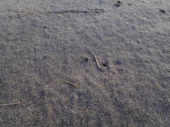 Anoteropsis litoralis