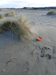 Anoteropsis litoralis