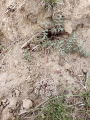 Lomatium canbyi