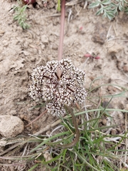 Lomatium canbyi