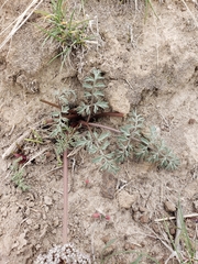 Lomatium canbyi