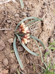Allium scilloides