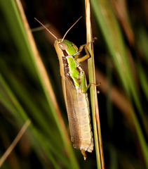 Bermius brachycerus