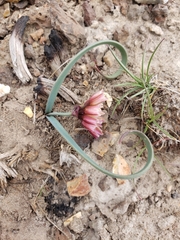 Allium scilloides