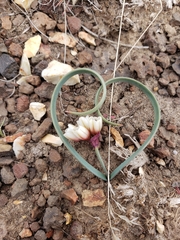 Allium scilloides