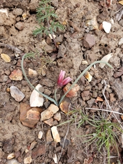 Allium scilloides