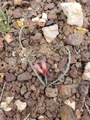 Allium scilloides