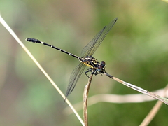 Austrogomphus prasinus