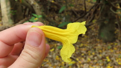 Roseodendron donnell-smithii