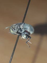 Amphicerus