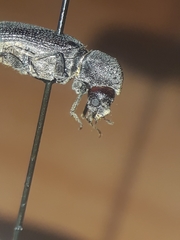 Amphicerus