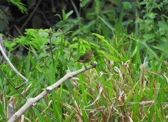 Sporophila nigricollis
