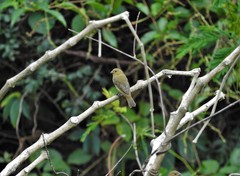 Sporophila nigricollis