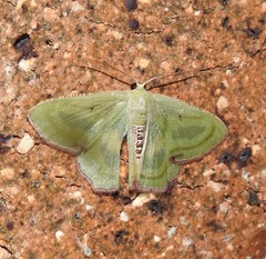 Metallochlora lineata