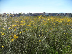 Aldama buddlejiformis