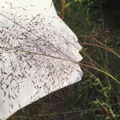 Muhlenbergia capillaris