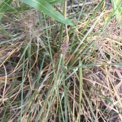 Muhlenbergia capillaris