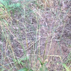 Muhlenbergia capillaris