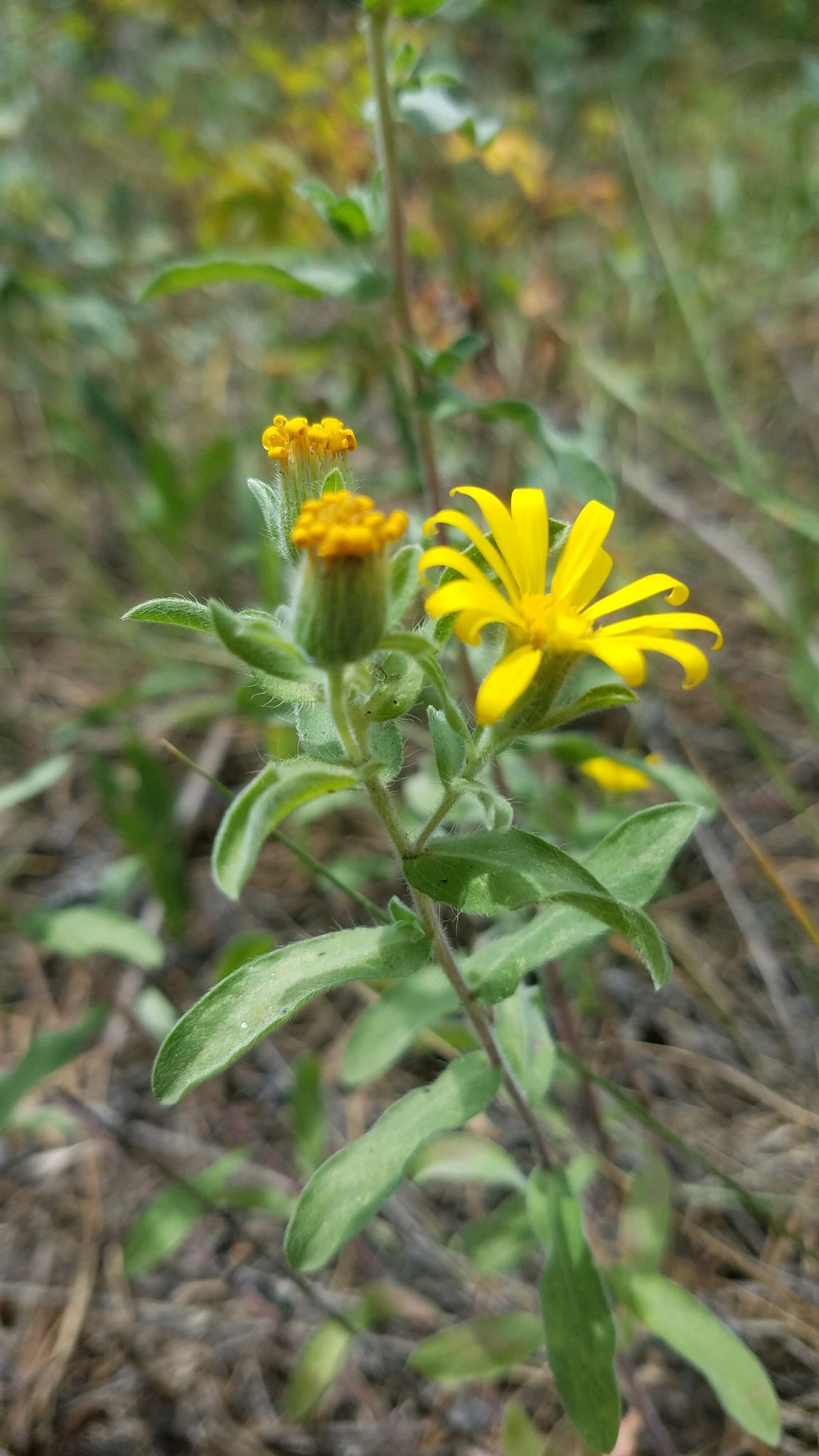 Heterotheca villosa var. foliosa