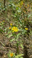 Heterotheca villosa foliosa