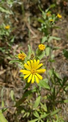 Heterotheca villosa foliosa