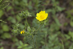 Potentilla tschimganica