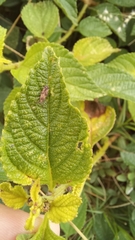 Teleonemia scrupulosa