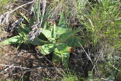 Aloe grandidentata
