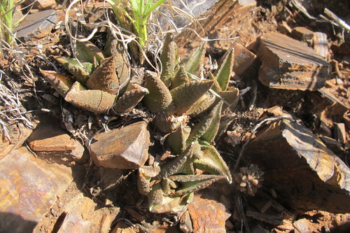 Haworthiopsis tessellata