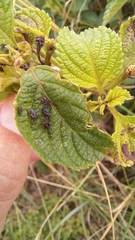 Teleonemia scrupulosa