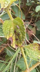 Teleonemia scrupulosa