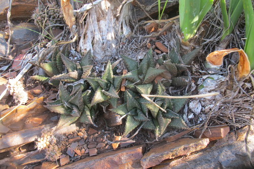 Haworthiopsis tessellata