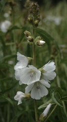 Sidalcea candida