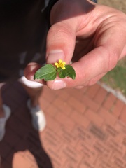 Calyptocarpus vialis