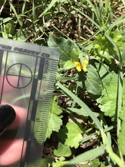 Calyptocarpus vialis