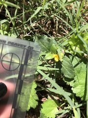 Calyptocarpus vialis