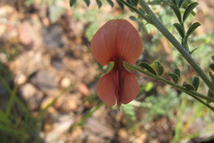 Indigofera heterotricha