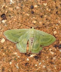 Metallochlora lineata