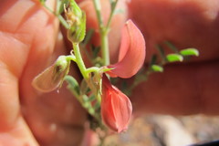 Indigofera heterotricha
