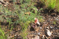 Indigofera heterotricha