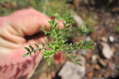 Indigofera heterotricha