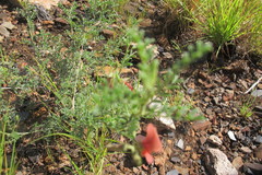 Indigofera heterotricha
