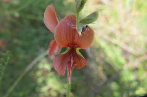 Image of Indigofera heterotricha by (c) James Deacon, some rights reserved (CC BY-SA)